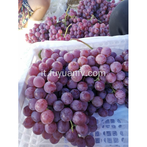 Yunnan uva rossa fresca